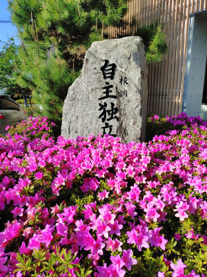 つつじ１