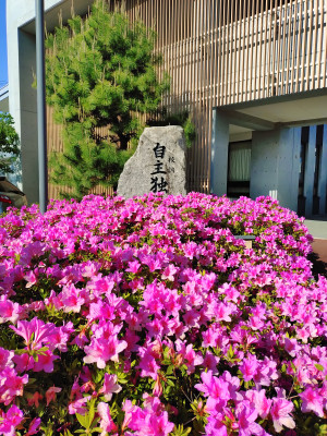 つつじ３