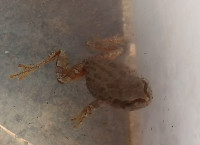 カエル②