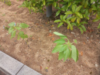 IMG_20250626_142621_720
